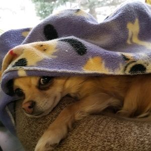 Meet your Posher, Joey